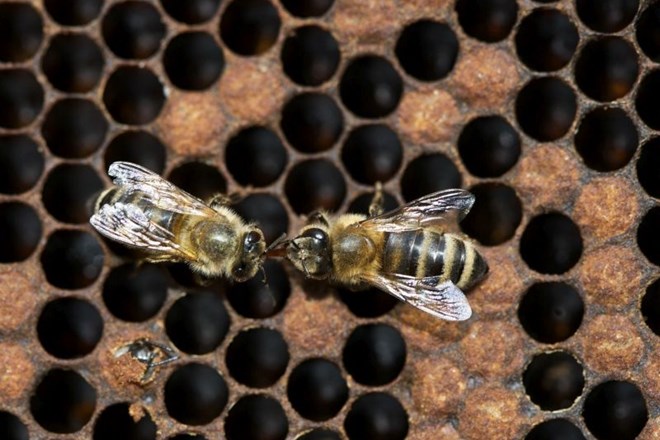 Prvi mož FAO poudaril pomen omejitve pesticidov za ohranitev čebel