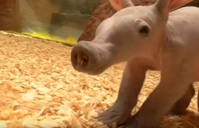#video Praški živalski vrt javnosti predstavil prikupnega mladiča podzemne svinjke