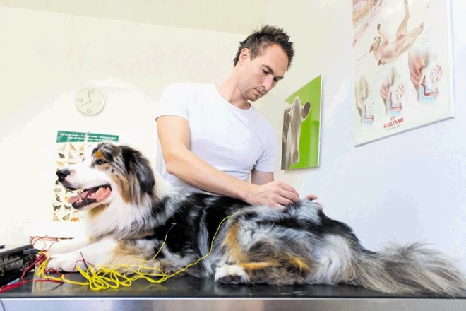 Akupunkturo na živalih je priporočljivo začeti čim prej.