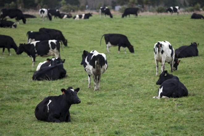 Na Novi Zelandiji odredili zakol več kot 100.000 glav živine 