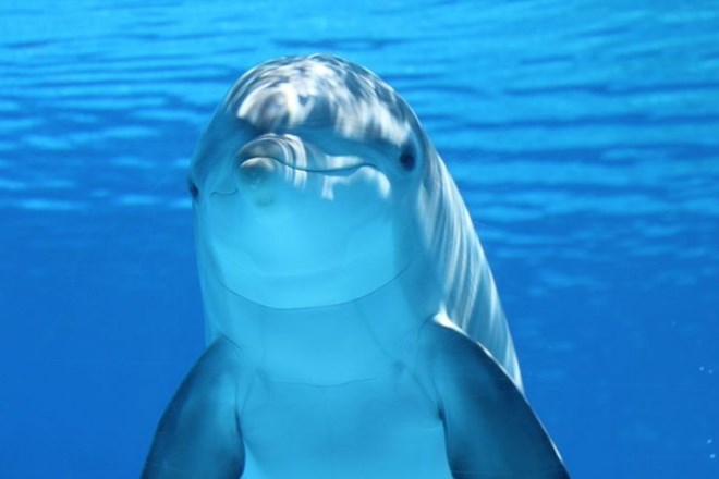 Delfini v ujetništvu so najbolj srečni ob človeškem stiku.