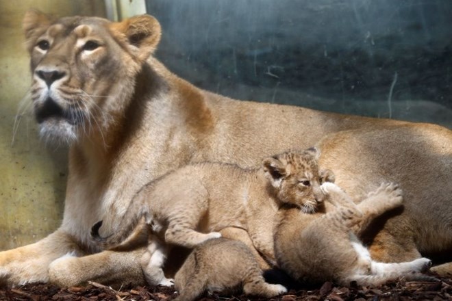 Iz živalskega vrta sta pobegnila dva leva. Fotografija je simbolična.