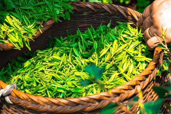 Zeleni čaj ključen za preprečevanje  kapi in bolezni srca