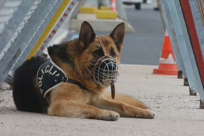 Policijski pes