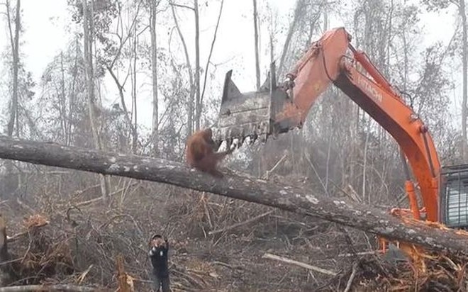 #video Obupani orangutan skuša svoj dom ubraniti pred buldožerjem