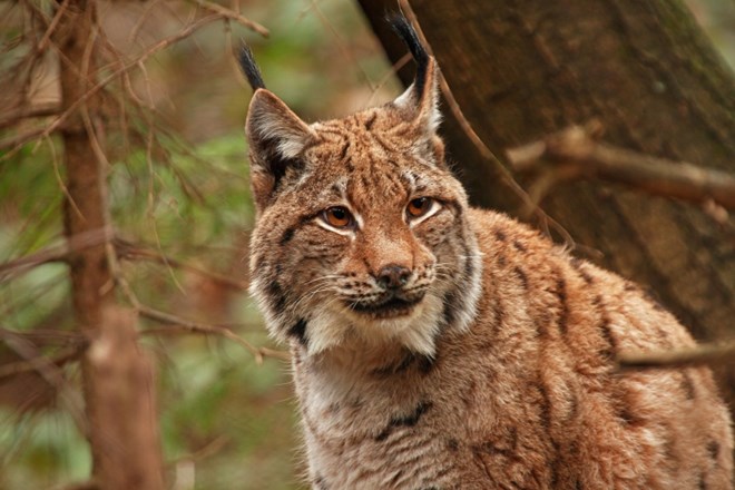 Projekt LIFE Lynx za preprečitev izumrtja največje divjinske mačke - risa