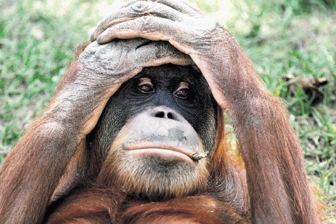 Ena najbolj kritično ogroženih živalskih vrst je  orangutan, s katerim si ljudje delimo 96 odstotkov genov.