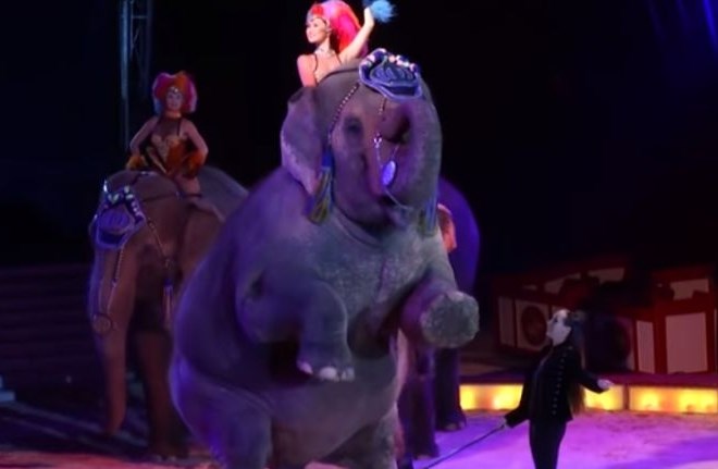 #video Cirkuški slon se je zrušil med občinstvo, društva za zaščito živali na nogah