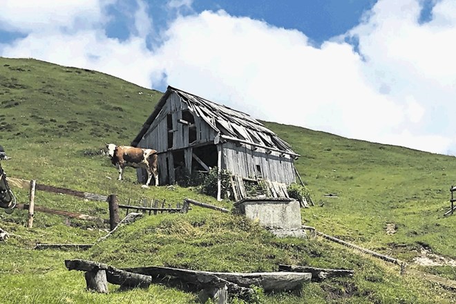 Ne le ljudje, tudi Liska, Srna, Murka in druge krave imajo na planini svoje najljubše kotičke, kjer se rade zadržujejo,...