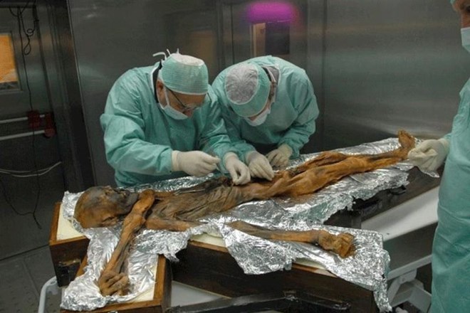 Ötzi tik pred smrtjo jedel kozoroga, jelena in žito