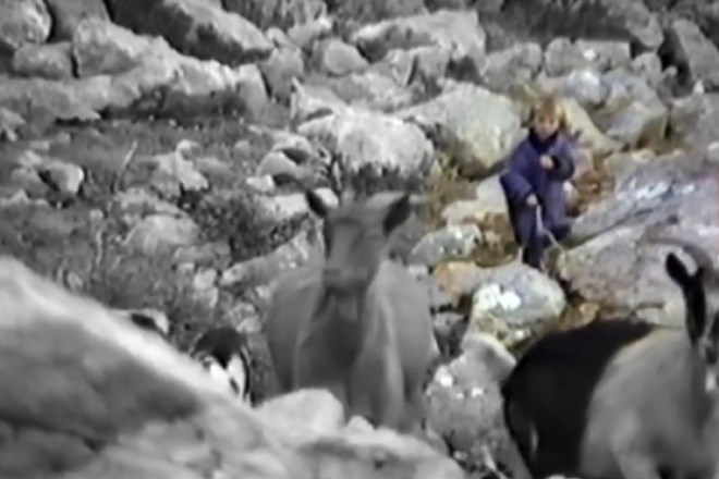 #Video Tako je bil videti Luka Modrić, ko je pri petih pasel koze na Velebitu