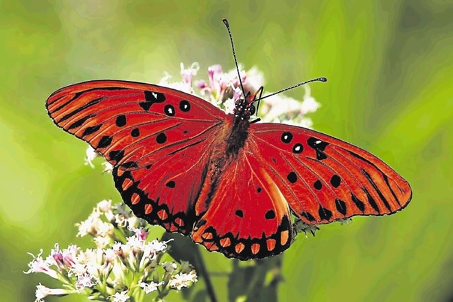 Štetje metuljev bo pomagalo pri zbiranju podatkov o tem, kako ohraniti njihove vrste.