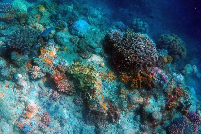 Za zaščito Velikega koralnega grebena bi obstreljevali oblake s soljo