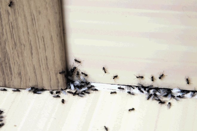 V poletnih dneh se lahko v hiši, stanovanju in tudi na vrtu pojavijo mravlje.