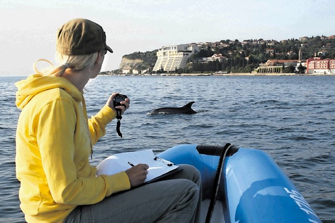 Društvo Morigenos že šestnajsto leto zapored opazuje in raziskuje življenje delfinov v slovenskem morju.