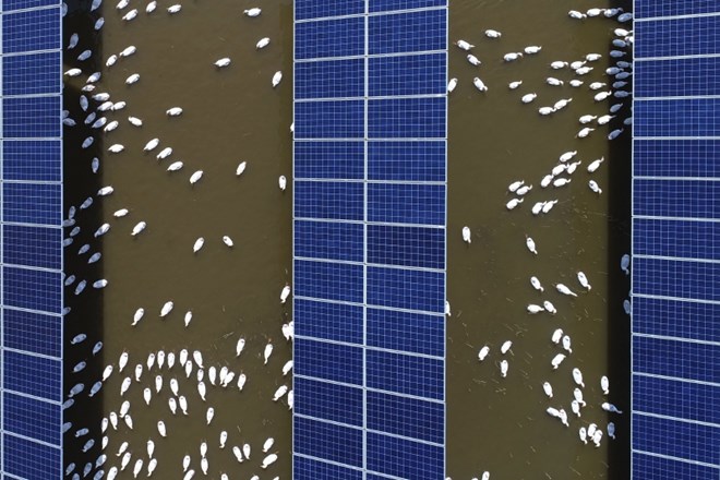 Kitajska zaradi ameriških carin na solarne panele pred WTO