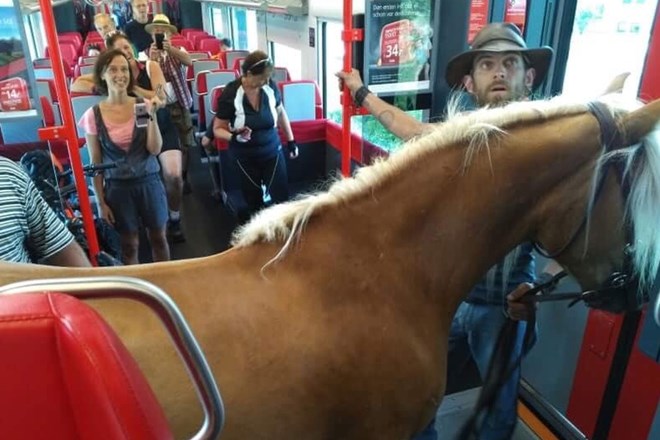 V Avstriji moški na vlak kar s konjem
