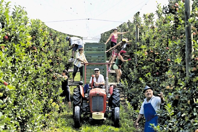 Slovenski pridelovalci  težko dobijo delavce za opravljanje sezonskih del v kmetijstvu. Menijo, da so za to krive tudi...