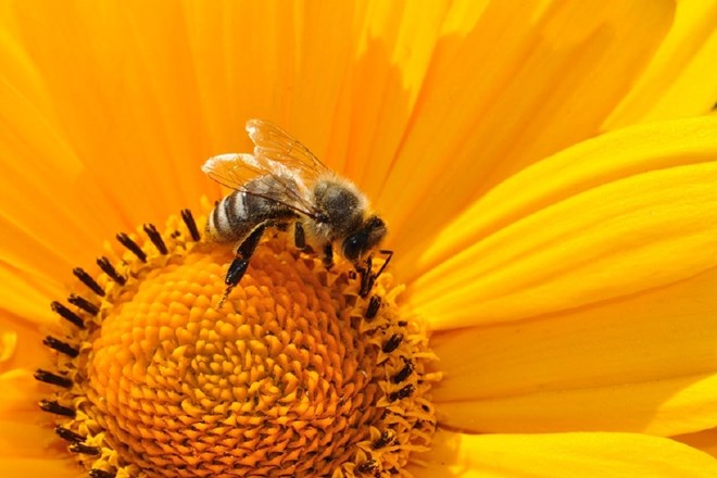 V Franciji odslej prepovedani čebelam škodljivi pesticidi