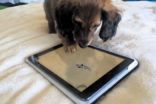 Psi lahko že zdaj na pametnih tablicah igrajo igre.