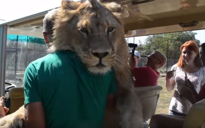 #video Na safariju doživeli bližnje srečanje z levom 