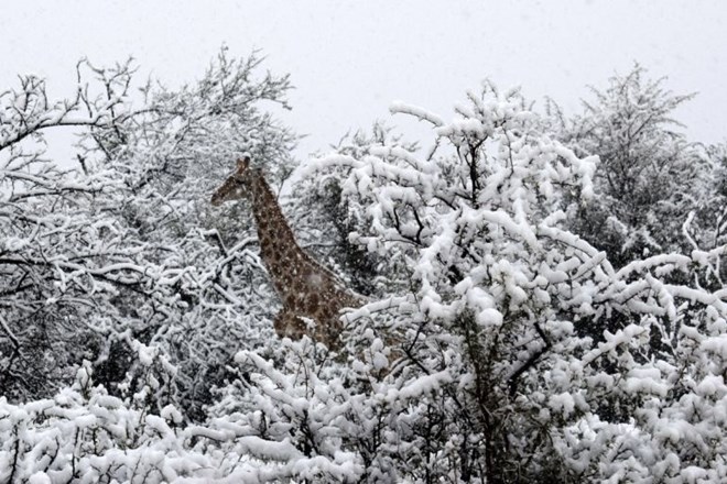 Sneg presenetil žirafe in slone v Južni Afriki