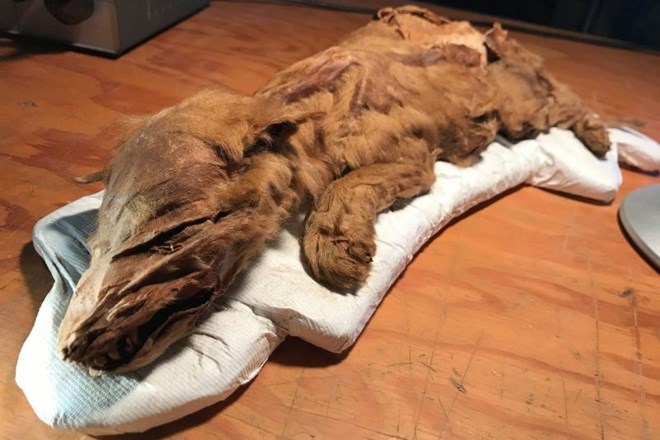 V Kanadi našli povsem ohranjeno 50.000 let staro truplo volčjega mladička 