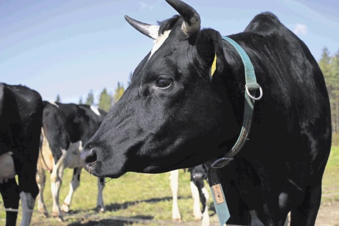 Proizvodnja litra mleka na ekološki način v Evropi potrebuje dvakrat več zemlje kot konvencionalne mlečne farme.