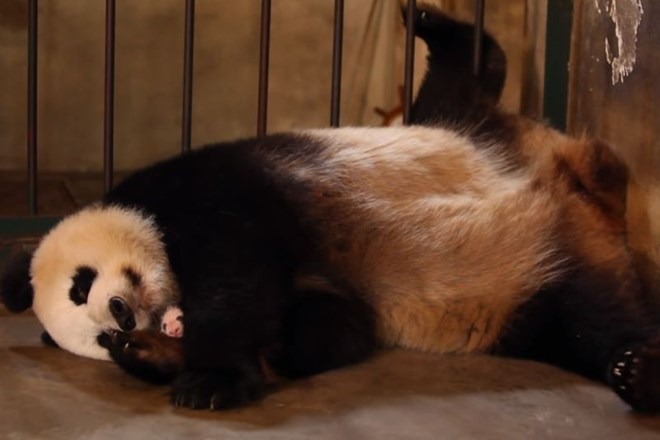     #video Panda, ki ne ve, da ima dva mladiča