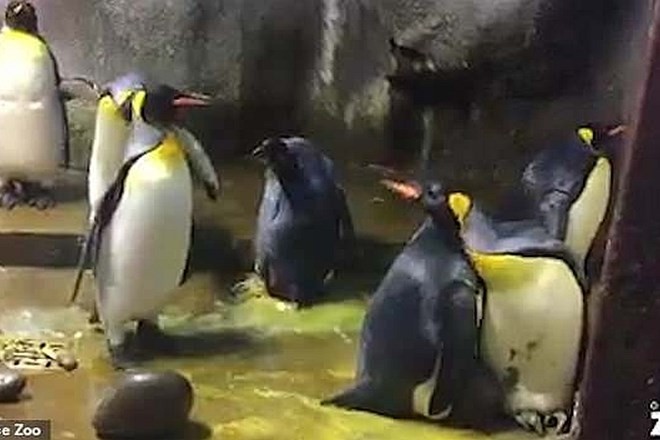 #video Gejevski par pingvinov »ugrabil« domnevno zapuščenega mladiča