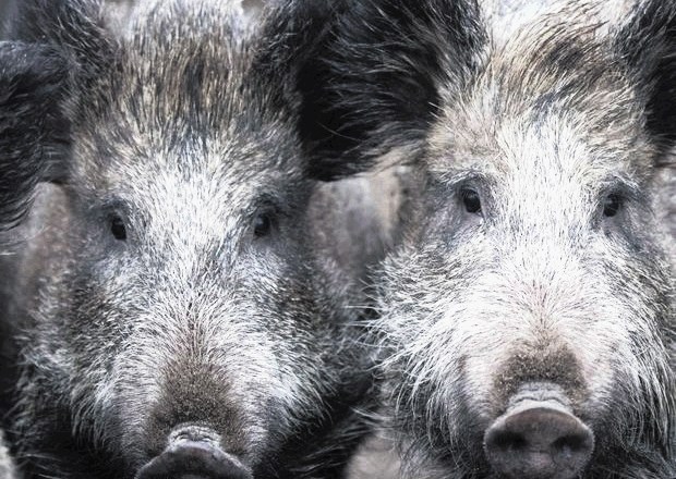 Fobija pred divjimi svinjami temelji na okoliščini, da Danci redijo 12,73 milijona domačih prašičev.