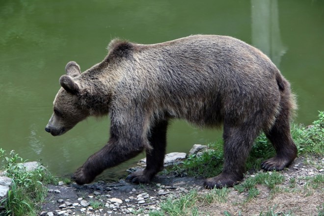 V Pireneje preselili slovenski medvedji samici, francoski kmetje protestirajo