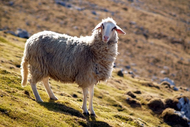 Koyun (ovca) je med najbolj pogostimi turškimi priimki.