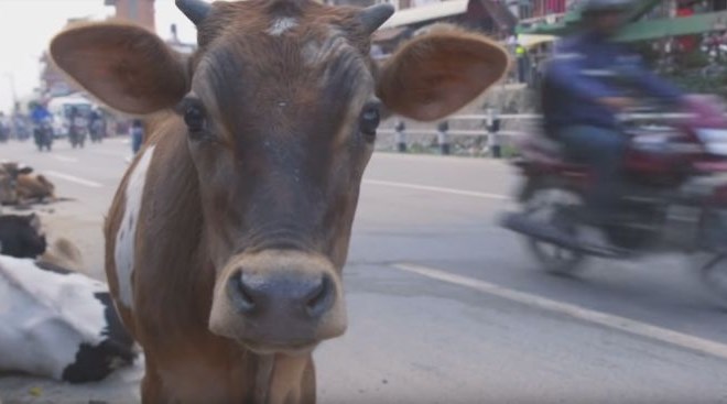 #video Možakar iz Nepala s svojim motorjem rešuje zapuščene krave