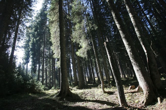 Slovenski gozdovi »iščejo« novega gospodarja.