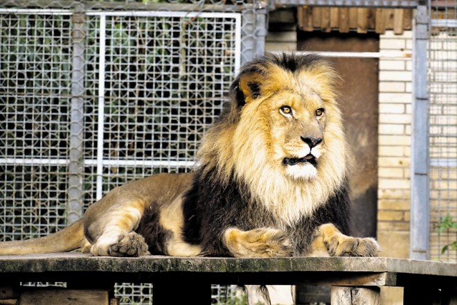 Med letoma 1996 in 2011 so obiskovalci pod Rožnikom lahko občudovali leva Boya.