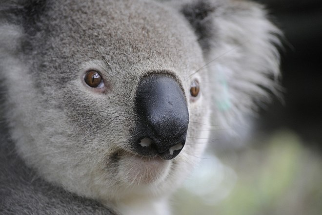 #video Da bi zavarovali ogroženo vrsto, koale iz Avstralije selijo po vsem svetu