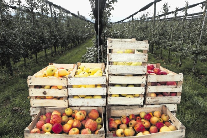 V svetu obstaja več kot 7000 sort jabolk, ki so najrazličnejših okusov. »Dobrih je 90 odstotkov vseh sort jabolk, mnoge med...