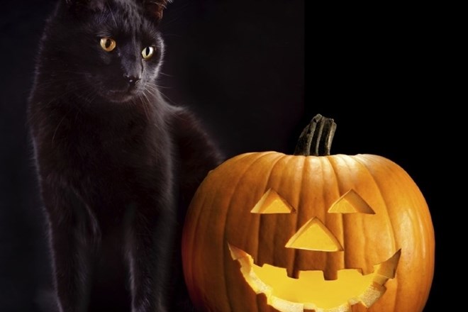 V ljubljanskem zavetišču ob noči čarovnic že peto leto razbijajo mite o črnih mačkah  