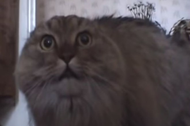 #video Poginil je maček, ki je zaslovel s posnemanjem človeškega oglašanja 