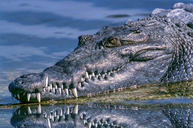 V Kansasu med deložacijo zasegli aligatorja in pitone