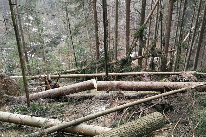 Nedavni vetrolom poškodoval 280.000 kubičnih metrov drevja