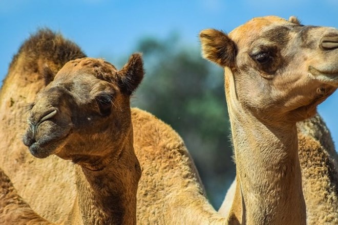 Čreda kamel čakala pred trgovino