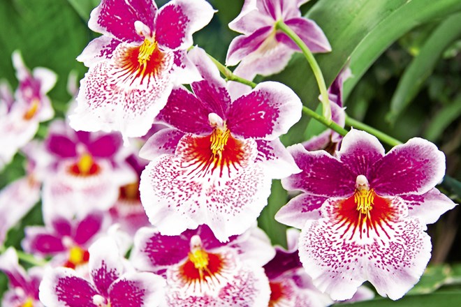 Nega orhidej, lepotic naših domov 