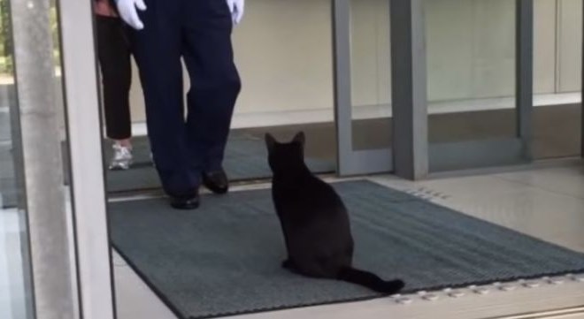 #video Umetniško navdahnjena mačka hočeta vstopiti v muzej 