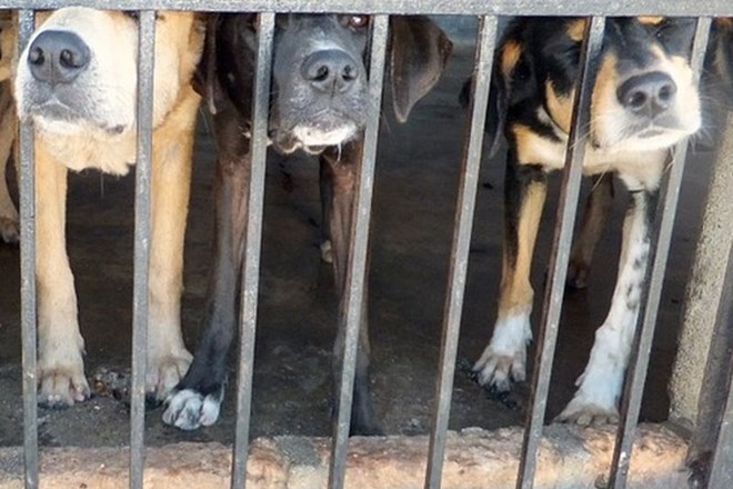 V Južni Koreji zaprli največjo klavnico psov