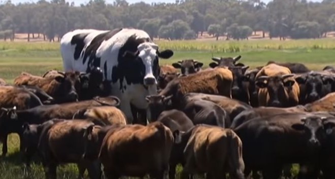 Knickers na travniku v družbi krav.