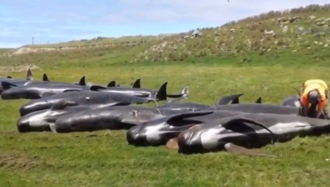 50 kitov je bilo ob najdbi že mrtvih, edinemu preživelemu pa niso mogli pomagati.