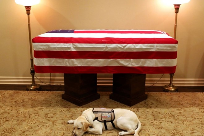Slika labradorca Sullyja, ki leži pred krsto nekdanjega ameriškega predsednika, je navdušila številne.
