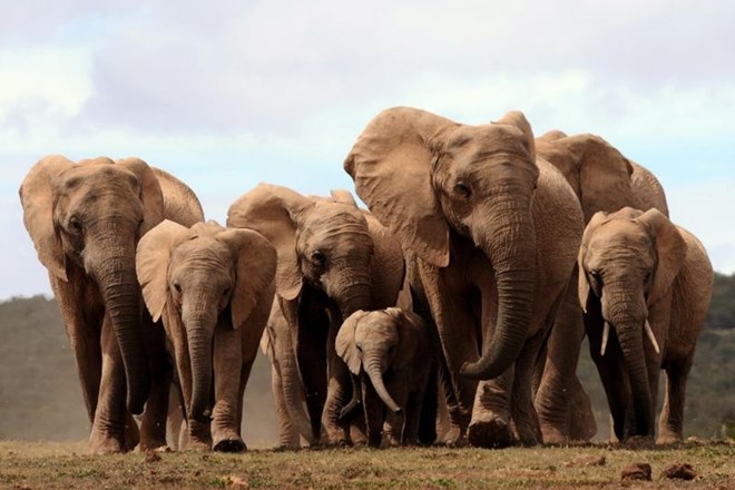 Ker sloni brez oklov niso bili tarča lovcev na slonovino, se je organizem dejavniku začel prilagajati. Genetsko spremembo so...